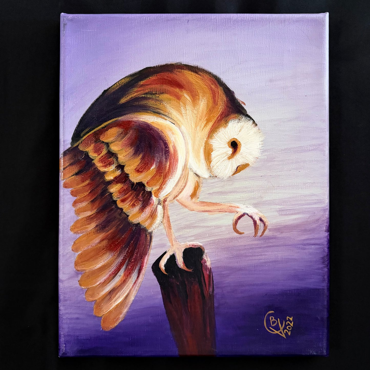 Barn Owl